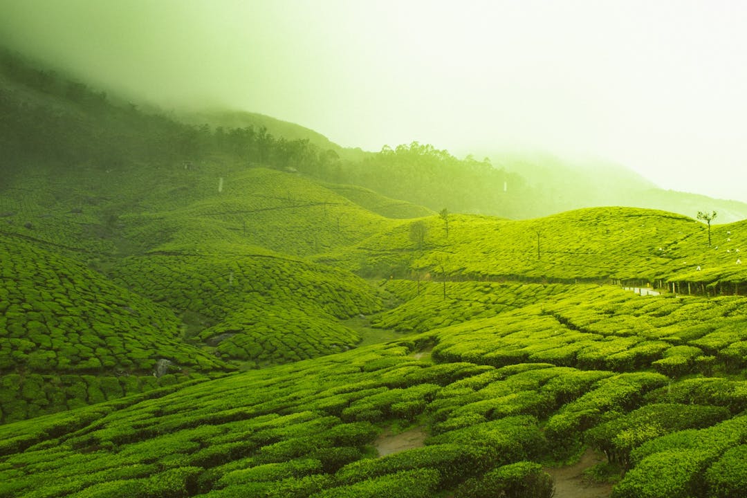 Gods Own Country 5 Night 6 Days Kerala Tour Package